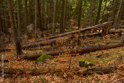 Obraz na płótnie Fallen trees and mossy ground w salonie