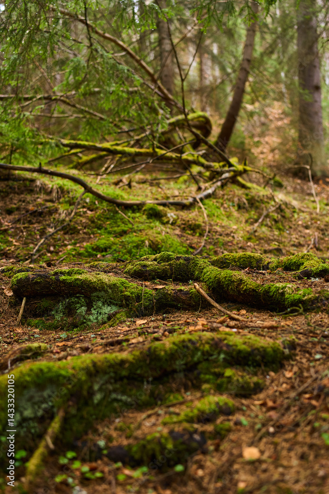Mossy forest roots and branches