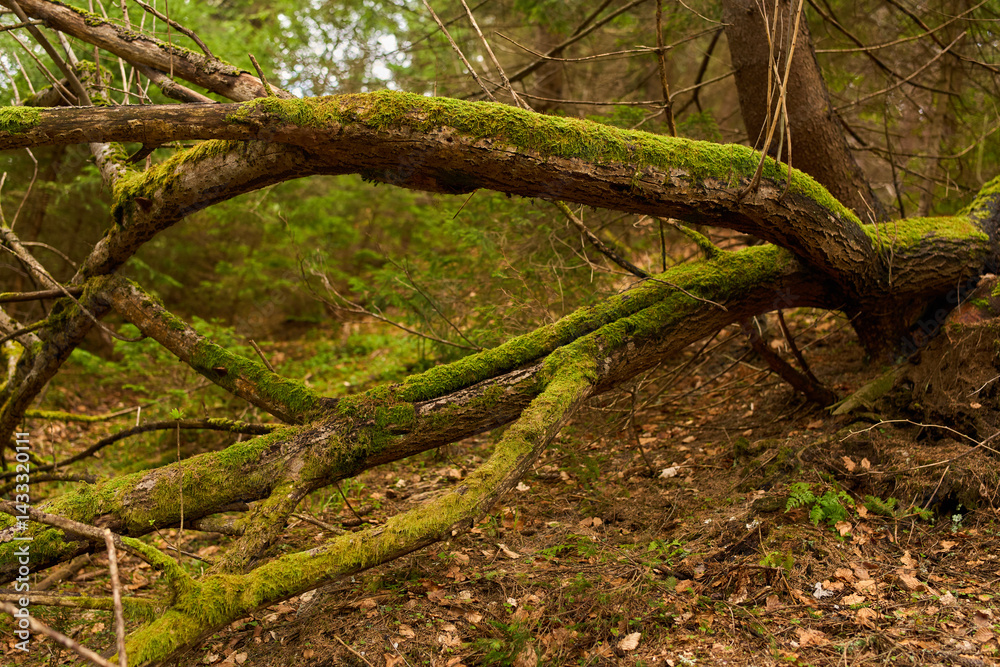 Mossy forest roots and branches