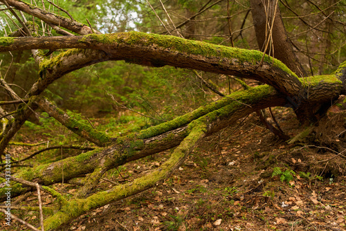 Obraz na płótnie Mossy forest roots and branches w salonie