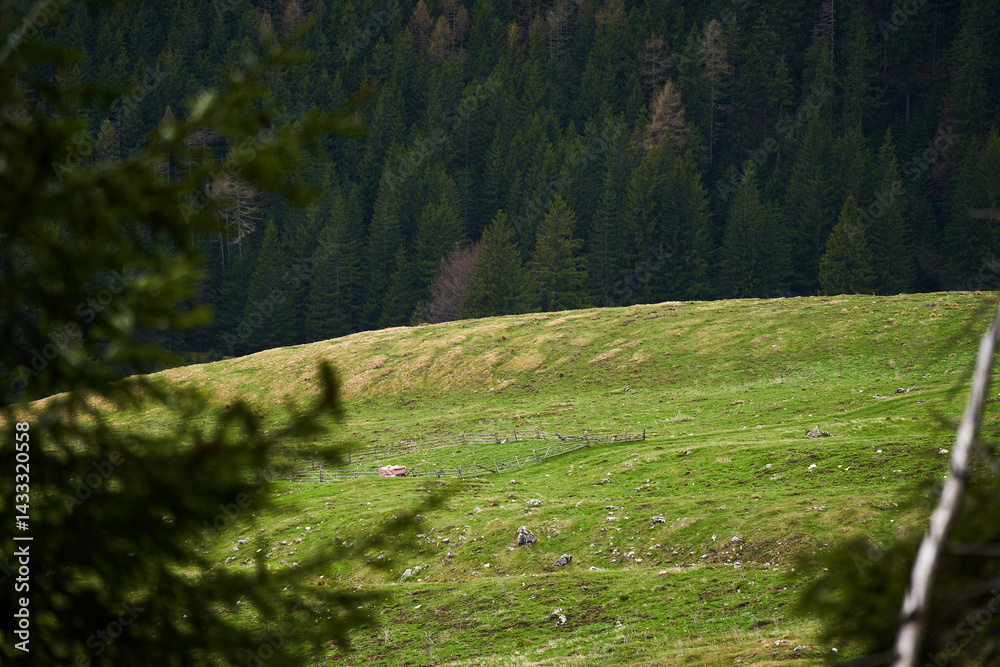 Mountain meadow with forest and peaks
