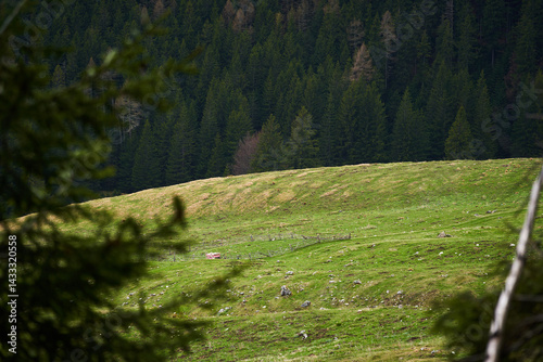 Obraz na płótnie Mountain meadow with forest and peaks w salonie