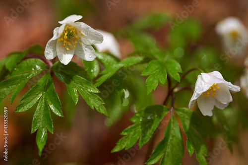 Wood anemone flower closeup