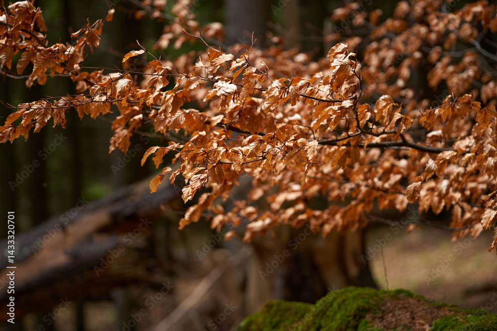 Dry beech leaves in tranquil forest light