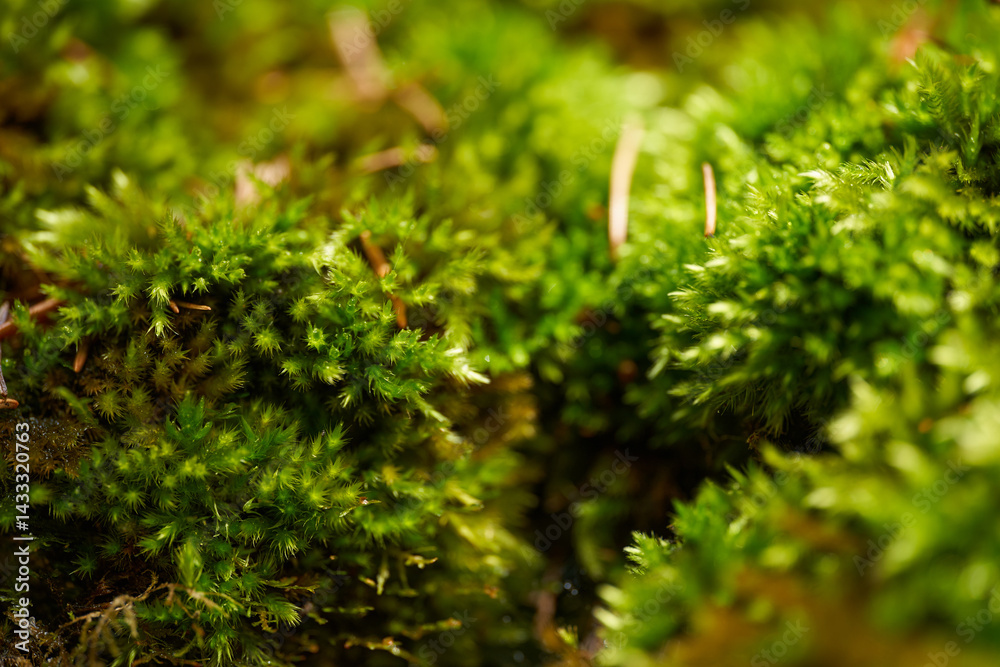 Macro shot of green moss in forest environment