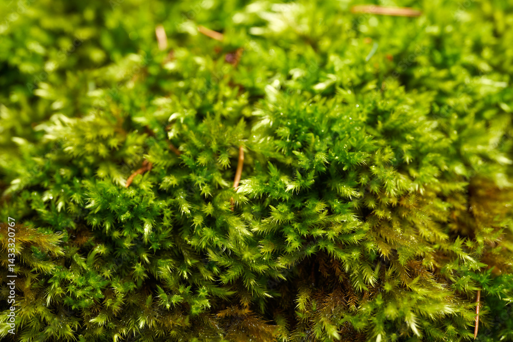 Macro shot of green moss in forest environment