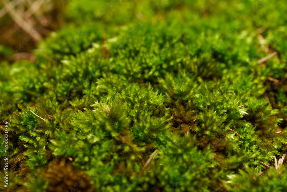 Macro shot of green moss in forest environment