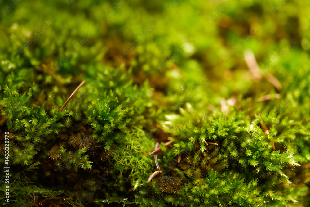 Macro shot of green moss in forest environment