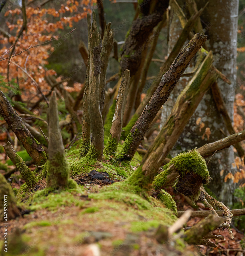 Decaying mossy trunk with jagged limbs