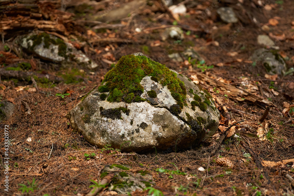 Moss-covered rock in forest clearing