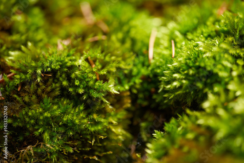 Obraz na płótnie Macro shot of green moss in forest environment w salonie