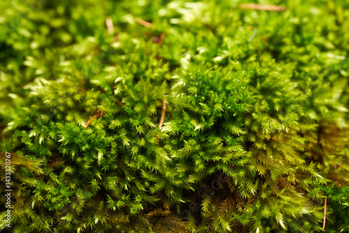 Obraz na płótnie Macro shot of green moss in forest environment w salonie