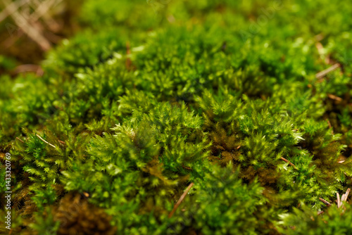 Obraz na płótnie Macro shot of green moss in forest environment w salonie