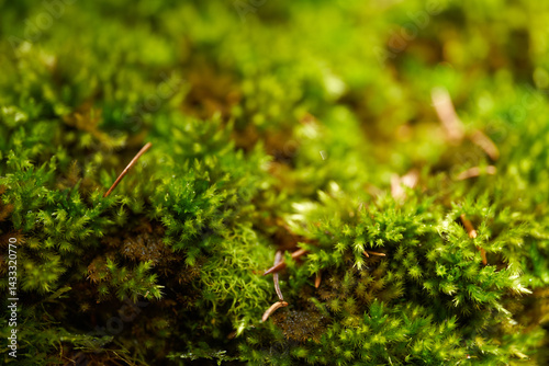 Obraz na płótnie Macro shot of green moss in forest environment w salonie