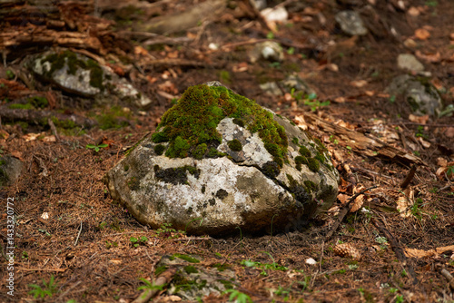 Obraz na płótnie Moss-covered rock in forest clearing w salonie