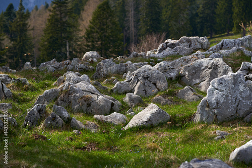 Obraz na płótnie Rocky alpine meadow with forest and distant hills w salonie