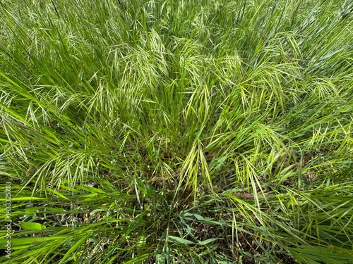 Closeup of flowering barren brome grass, selective focus - Bromus sterilis. Bromus sterilis is an annual or biennial species of bromegrass known as barren brome, poverty brome, and sterile brome.
