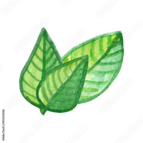 Watercolor green leaf. Botanical summer decor element.
