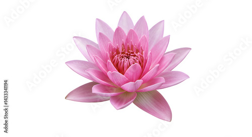 Pink water lily isolated on PNG background.