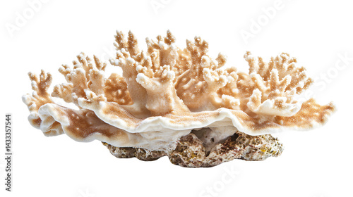 Elegant Elkhorn Coral on Transparent Background for Graphic Design Projects
