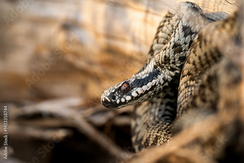 
Common European adder (Vipera berus) basking on an abandoned landfill in the Czech Republic. Close-up of a venomous wild snake in natural habitat.