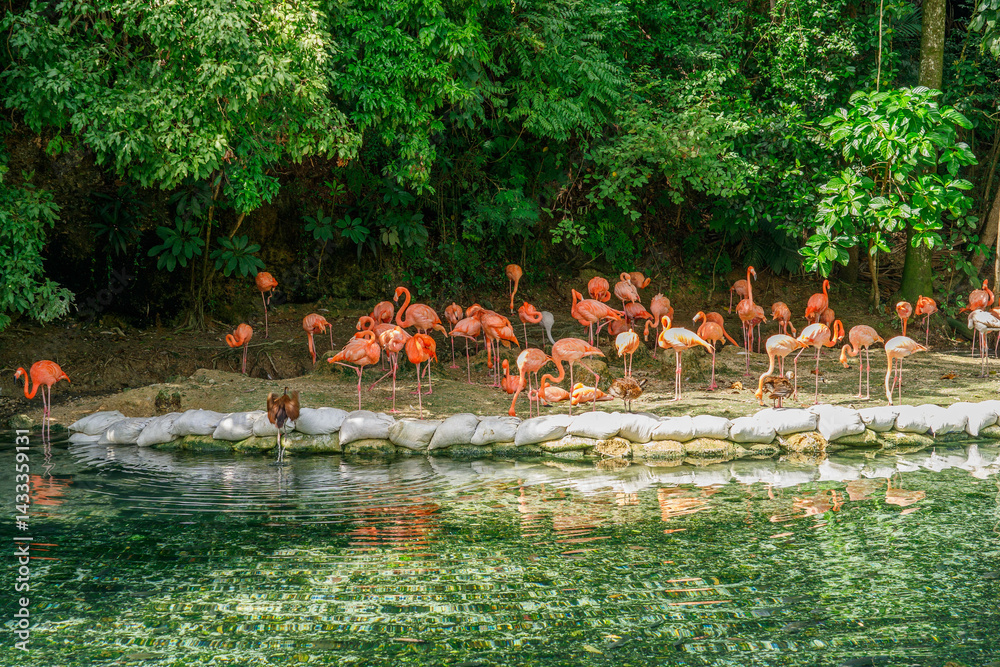 Naklejka premium A flock of flamingos. Zoo in Santo Domingo.
