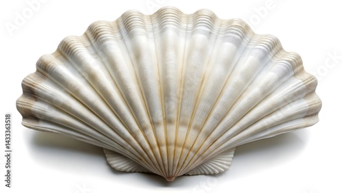 White elegant sea Jacobean scallop shell isolated on white background