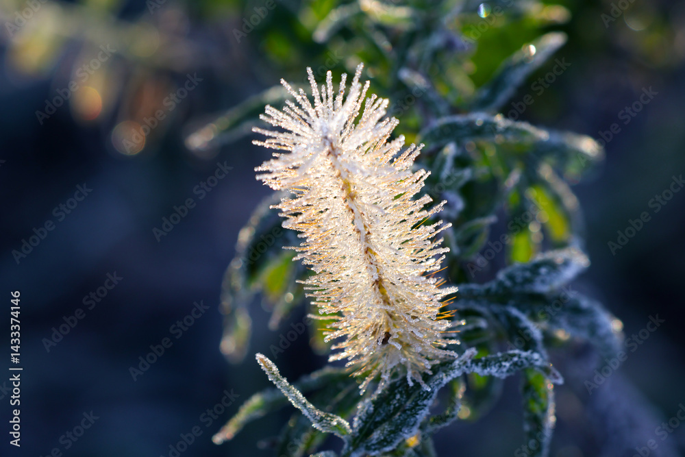 Obraz premium Botanica en el foco- Botany in focus