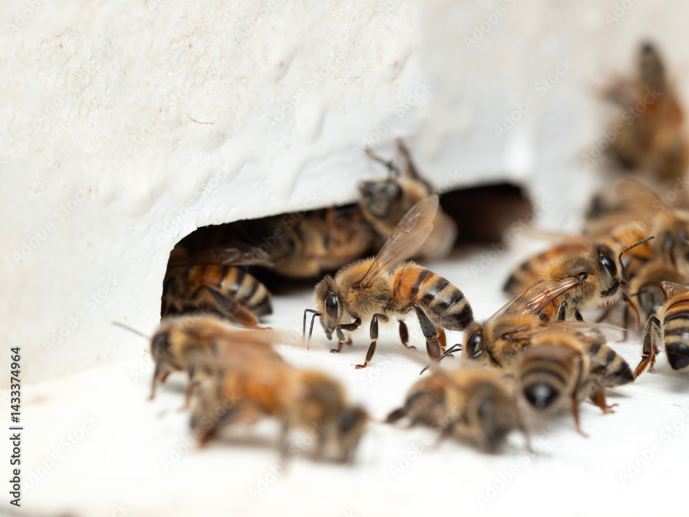 Bees in a beehive on a natural farm