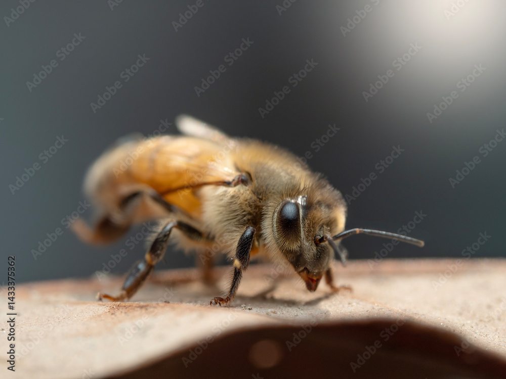 Bees in a beehive on a natural farm