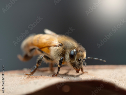 Obraz na płótnie Bees in a beehive on a natural farm w salonie
