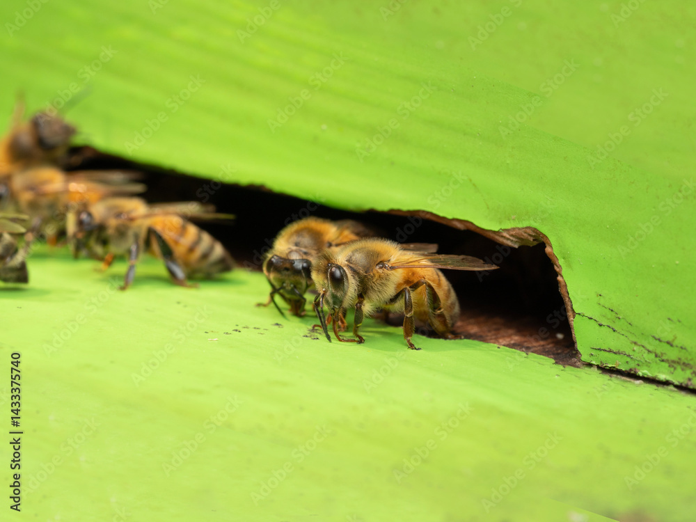 Bees in a beehive on a natural farm
