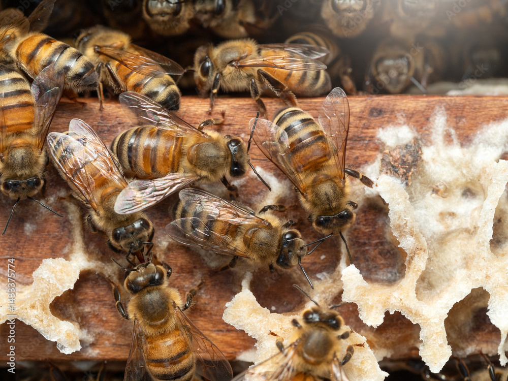 Bees in a beehive on a natural farm