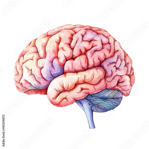 Human Brain With Labeled Lobes, vector watercolor illustration, isolated on a white background.