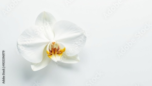 Delicate white orchid blossom on pure white backdrop, delicate, orchid