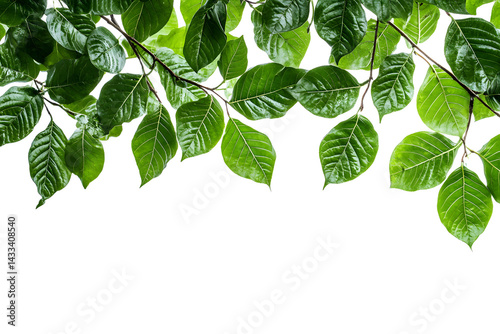 Obraz na płótnie green leaves on tree branch isolated white background cutout copy space, w salonie