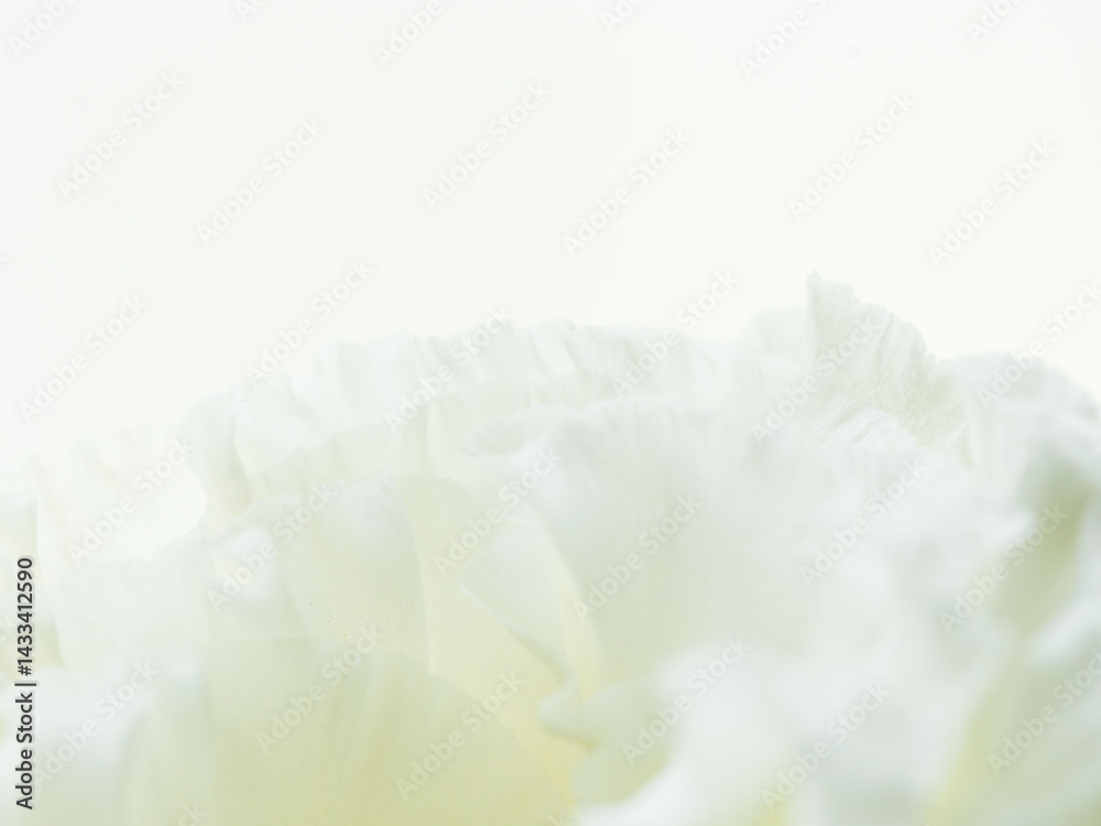 Obraz premium ユーストマの白い花のマクロ撮影15