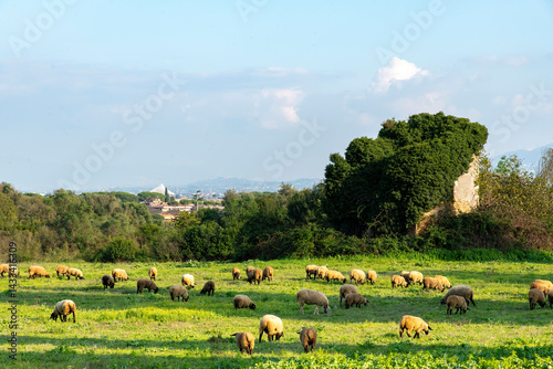 Rural landscape with grass and roaming sheep along the old Roman road Via Appia antica, Rome, Italy with in background Tor Vergata neighborhood and  unfinished Olympic stadium photo