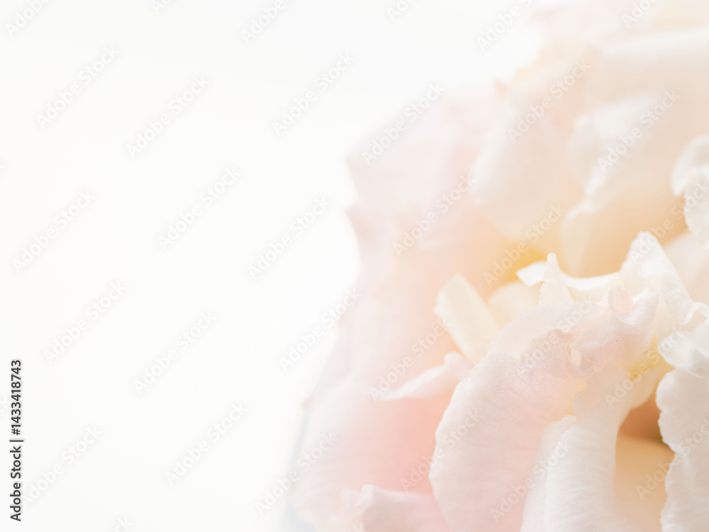 Fototapeta premium ユーストマのピンクの花のマクロ撮影08