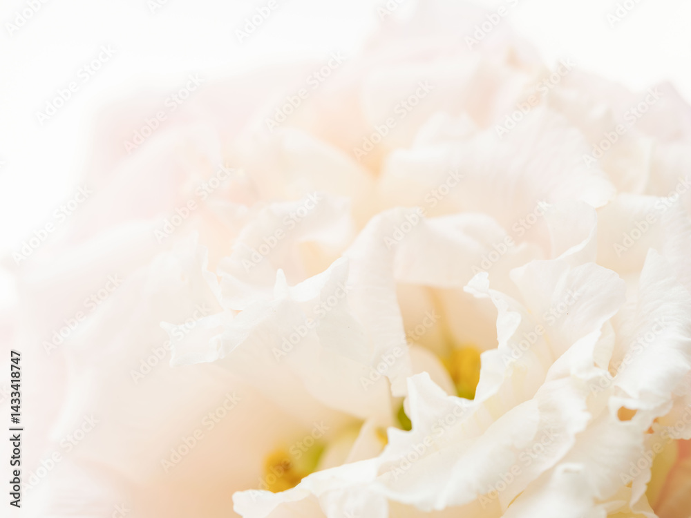 Fototapeta premium ユーストマのピンクの花のマクロ撮影06