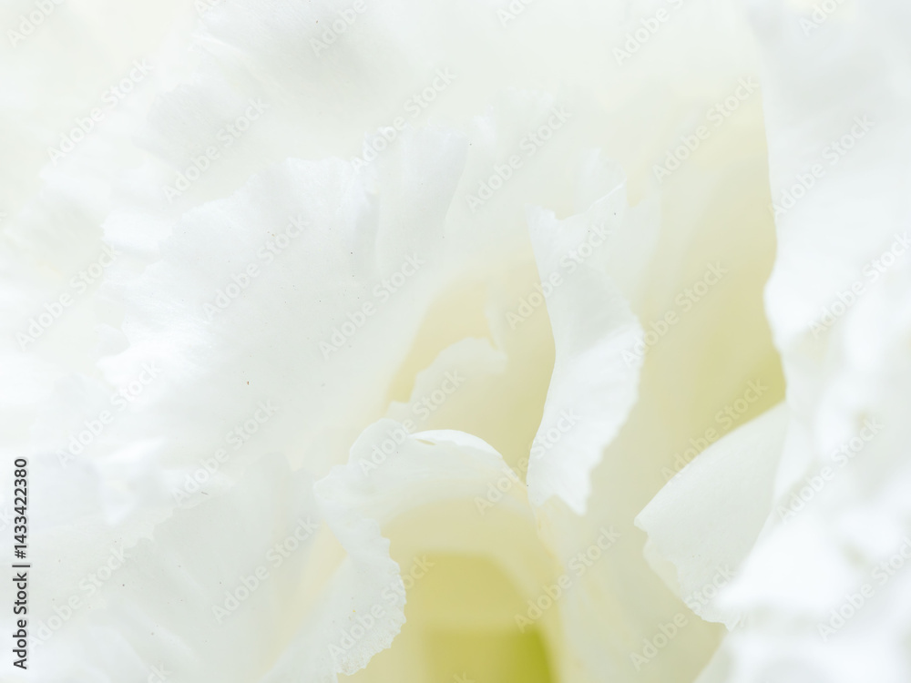 Obraz premium ユーストマの白い花のマクロ撮影80