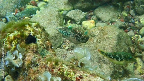 Pearl Toby (Canthigaster margaritata). It belongs to the family Tetraodontidae, inhabits shallow parts of coral reefs, swims slowly and partially inflating its body, Red Sea