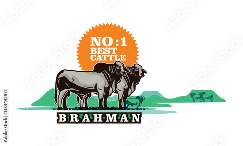 great brahman cattle standing at ranch logo, silhouette of big and healthy bull vector illustrations