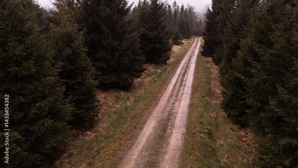 Obraz premium Forest road during rain
