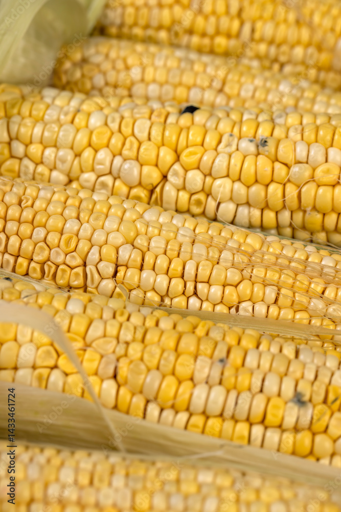 spoiled corn cobs with ripe yellow grains, violation of the rules and conditions of food storage