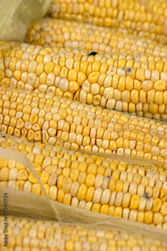 Obraz na płótnie spoiled corn cobs with ripe yellow grains, violation of the rules and conditions of food storage w salonie