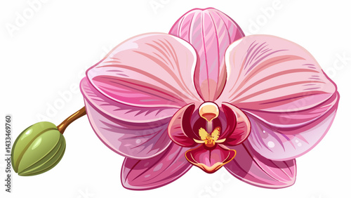 Beautiful pink orchid isolated on a white background