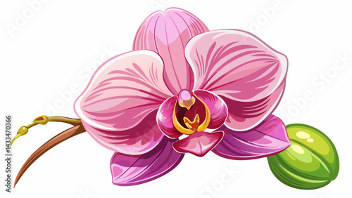 Beautiful pink orchid isolated on a white background
