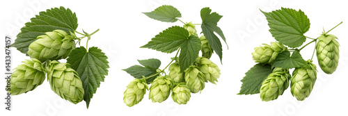  Set of hops and leaves isolated on a transparent background