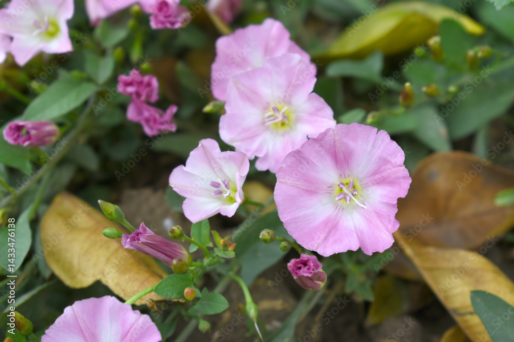 Obraz premium Field bindweed or Convolvulus arvensis or European bindweed or Creeping Jenny with open flowers surrounded with dense green leaves, closeup of Field bindweed flower